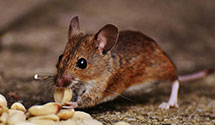 24 Hour & Emergency Exterminators in Eden Valley, CA